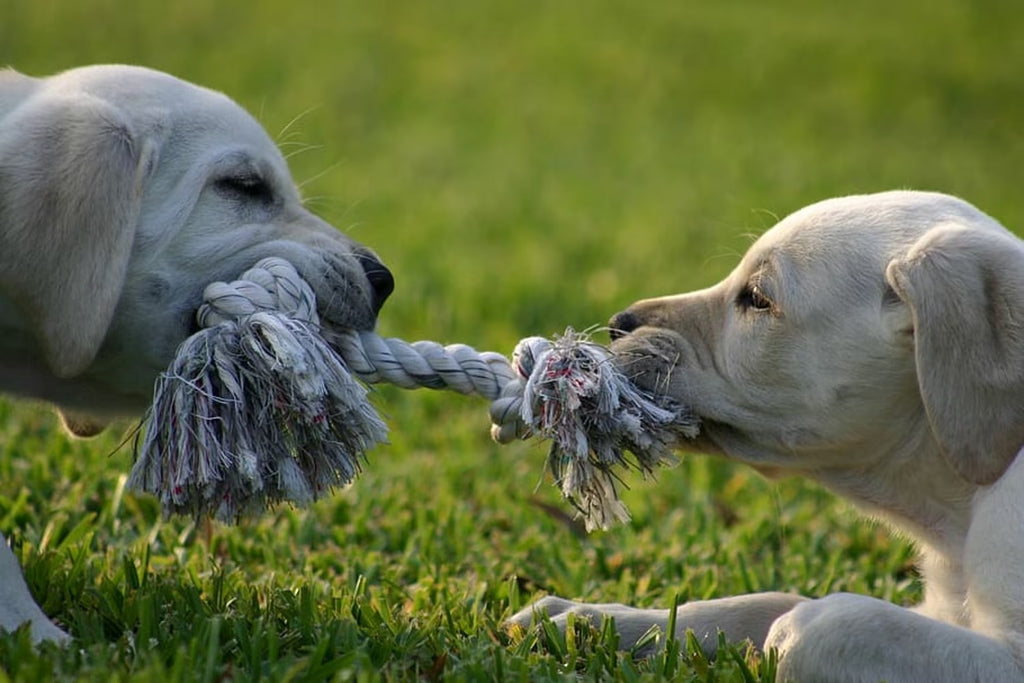 Two Knot Dog Rope Toy Medium (USA Product)
